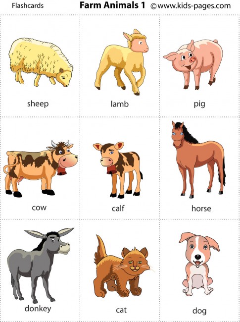 Farm Animals 1 Flashcard